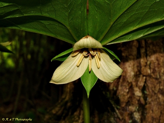 {Trillium 'Amicalola'}
